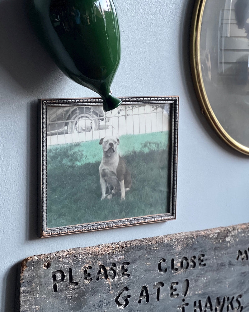 Tinted Photograph of Family Dog