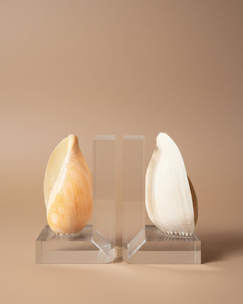 Lucite & Melo Melo Shell Bookends