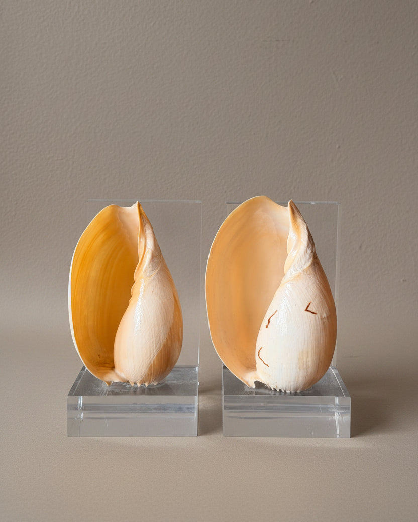 Lucite & Melo Melo Shell Bookends