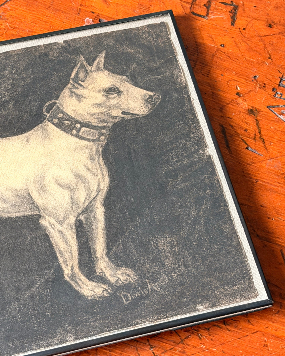 Original Charcoal of Bull Terrier