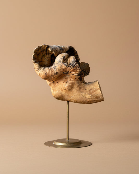 Wood Fragment on Stand