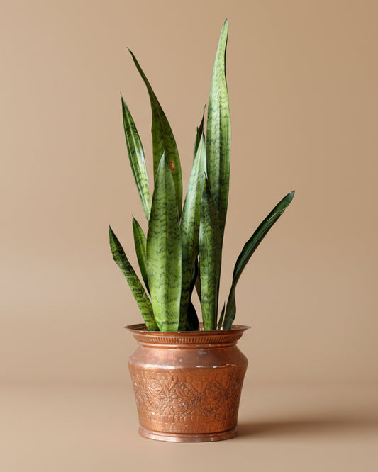 Pressed Copper Planter
