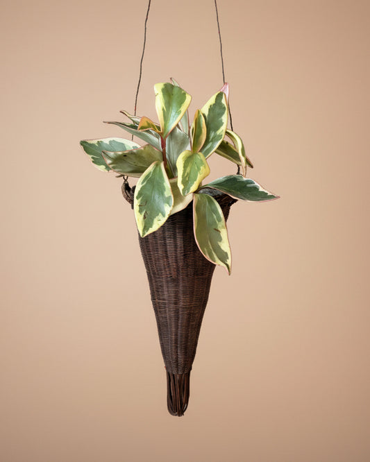 Woven Willow Hanging Planter