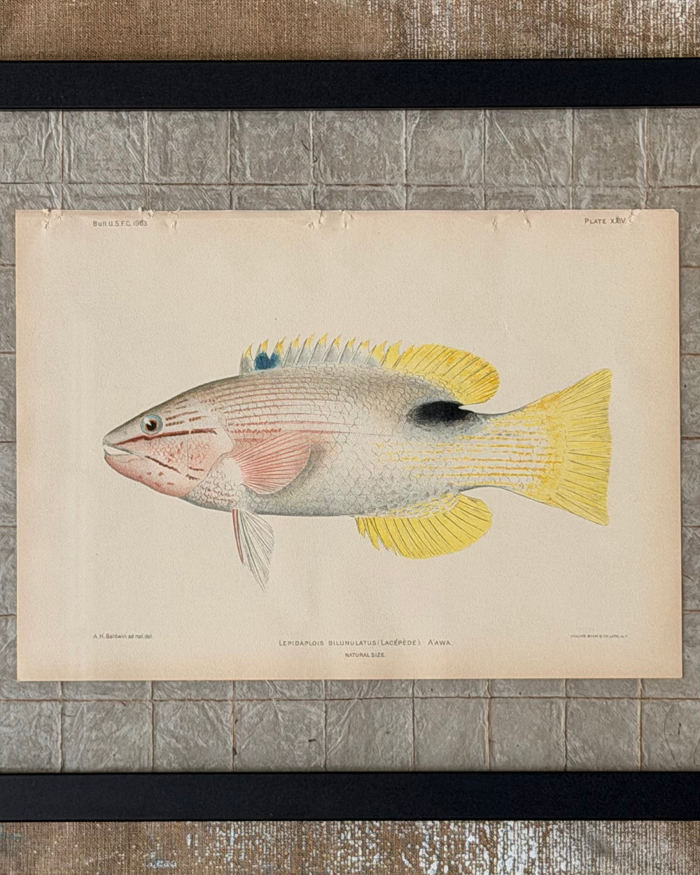 Marine Biology Study #2 | c. 1903