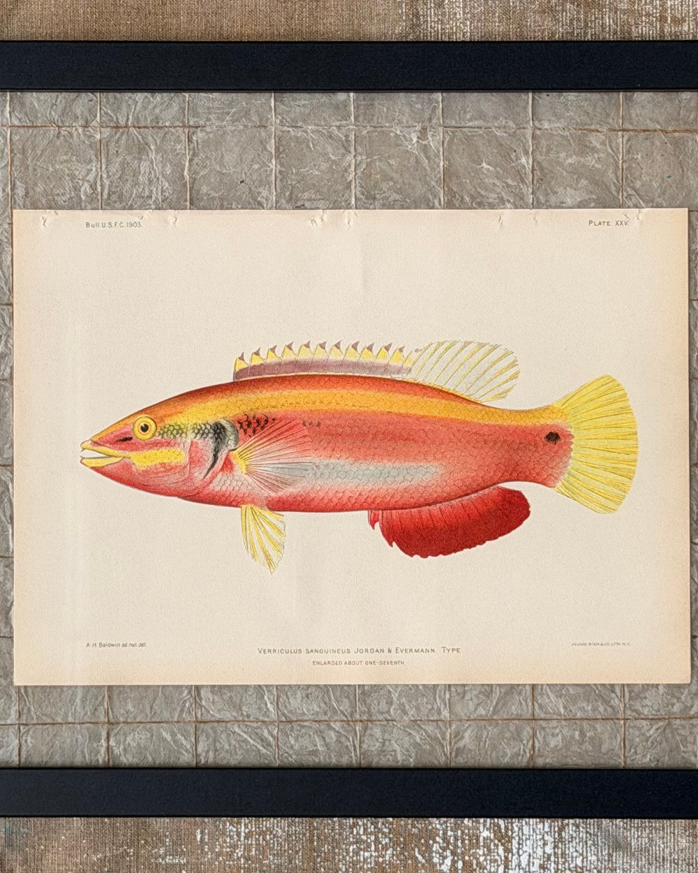 Marine Biology Study #1 | c. 1903