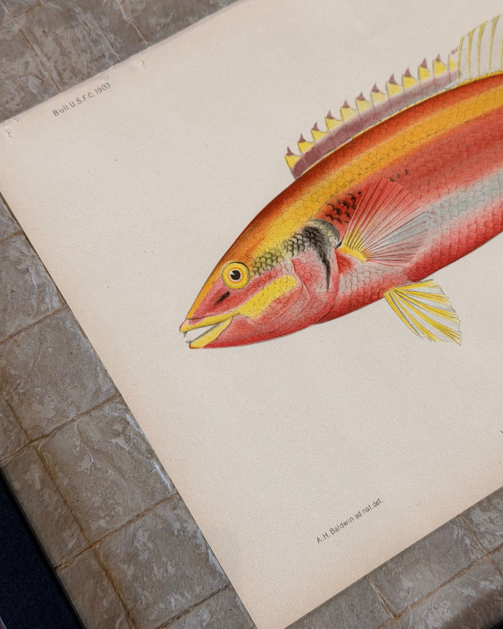 Marine Biology Study #1 | c. 1903