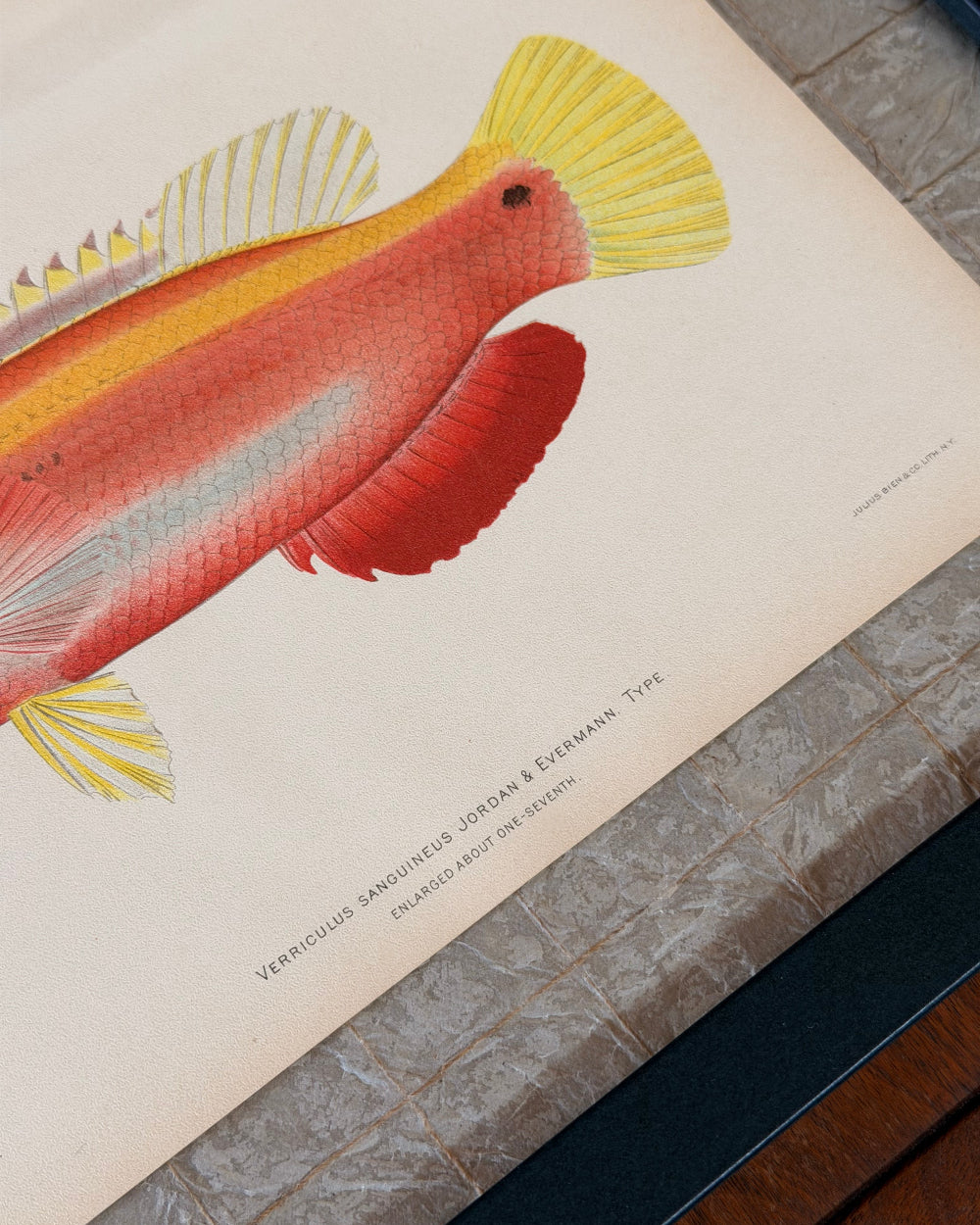 Marine Biology Study #1 | c. 1903