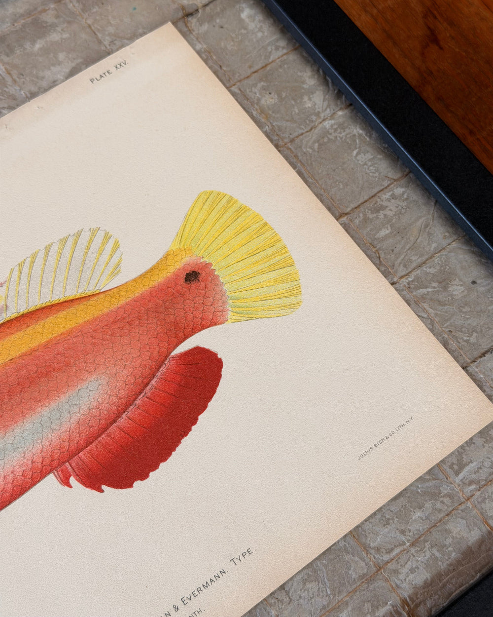 Marine Biology Study #1 | c. 1903