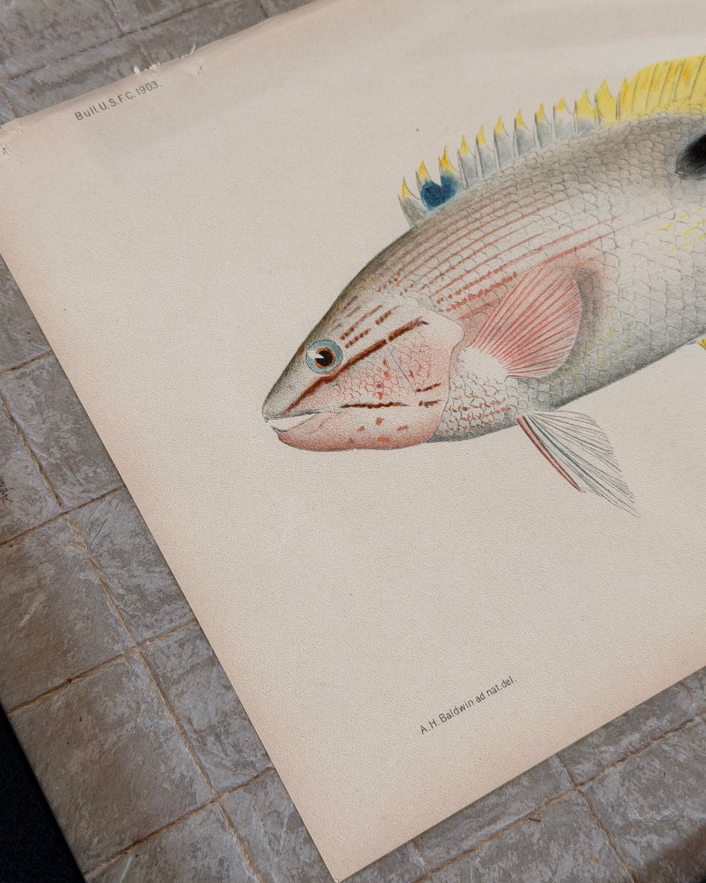 Marine Biology Study #2 | c. 1903