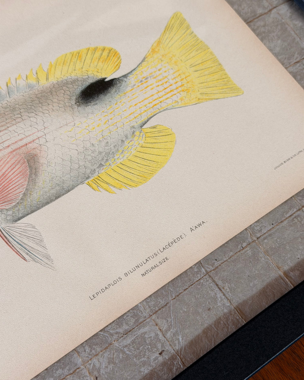 Marine Biology Study #2 | c. 1903