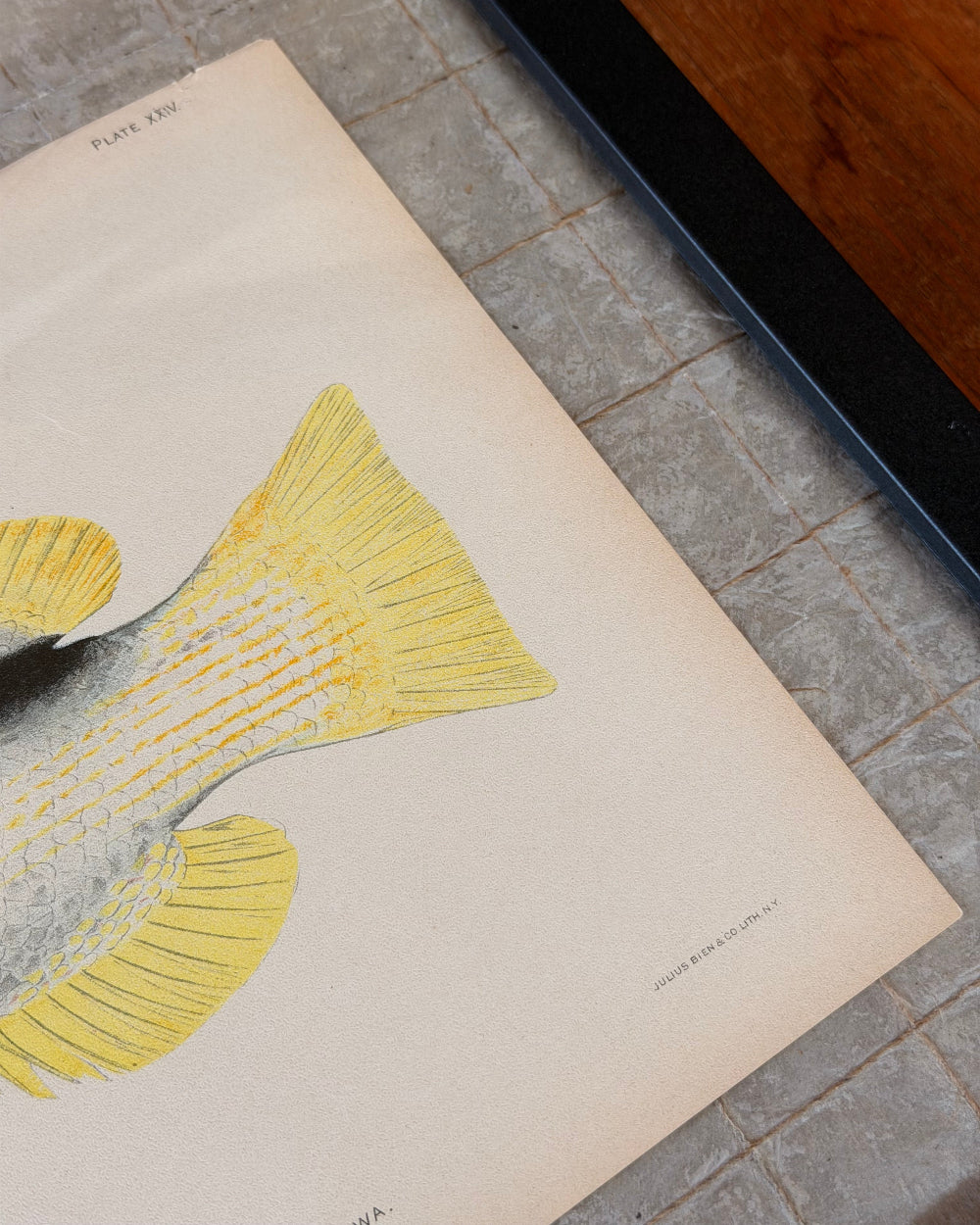 Marine Biology Study #2 | c. 1903